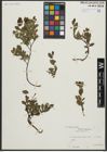 Foto von Salix arbuscula L.